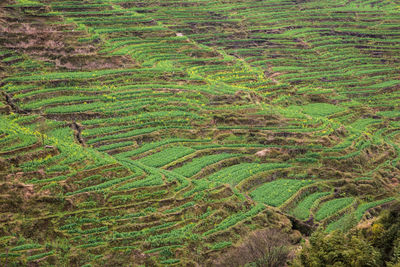 High angle view of rice field