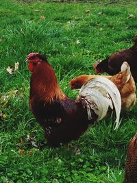 Close-up of rooster on field