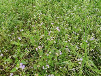 High angle view of flowering plants on field