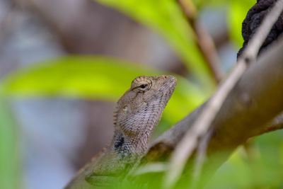 Close-up of a lizard on leaf