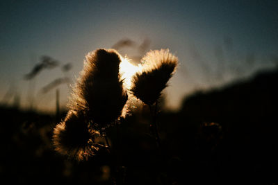 Close-up of silhouette plants against sky during sunset