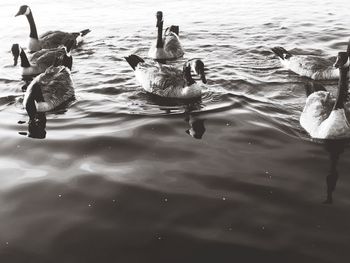 Swans swimming in lake