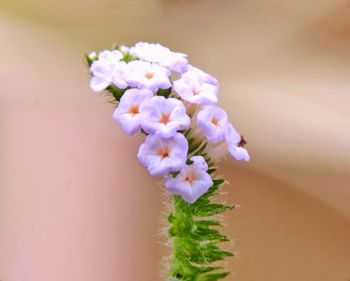 Close-up of purple flowering plant