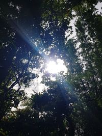 Low angle view of sunlight streaming through trees