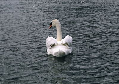 White swan swimming in lake