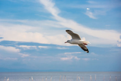 Seagull flying over sea against sky