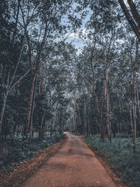 Road amidst trees in forest