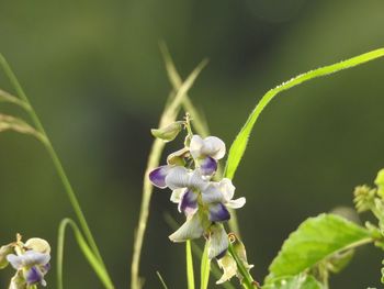 Close-up of purple flowering plant