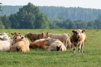 Cows on field