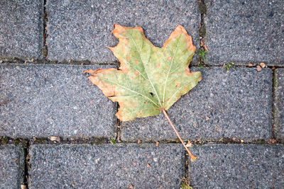 Close-up of dry leaf
