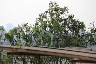 Low angle view of tree against sky