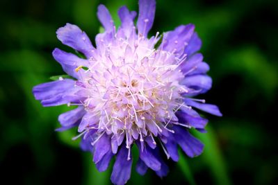 Close-up of purple flower blooming outdoors