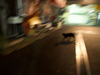 Blurred motion of dog running on street in city