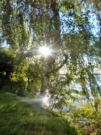 Sun shining through trees