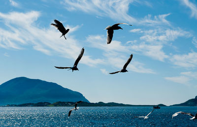 Birds flying over sea against sky