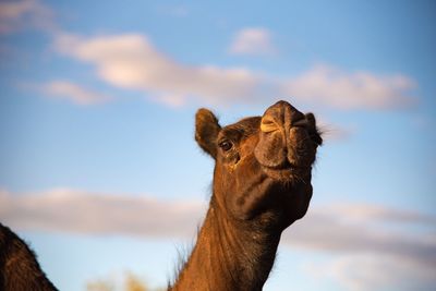 Close-up of a horse against sky