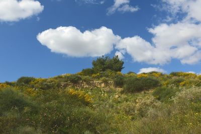 Trees on field against sky