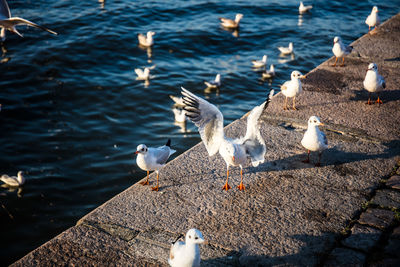 Seagulls perching on beach