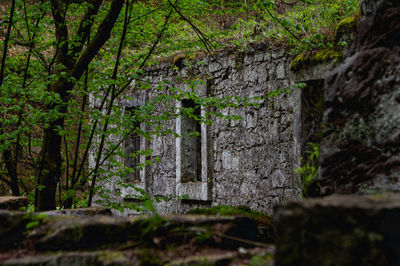 Trees growing in forest