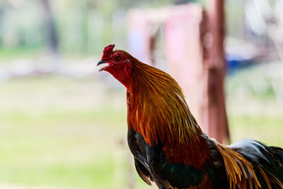 Close-up of a rooster