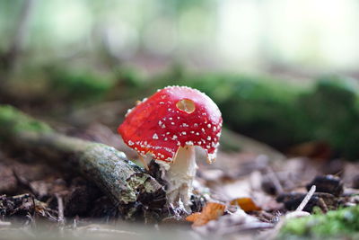 Close-up of fly agaric mushroom