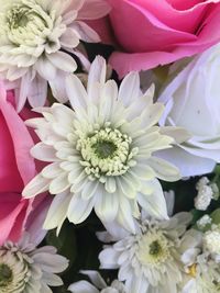 Close-up of fresh pink dahlia blooming outdoors