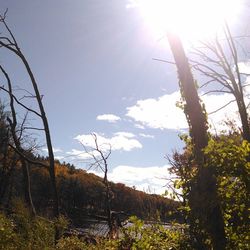 Low angle view of trees against sky