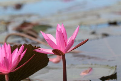 Close-up of pink water lily in lake