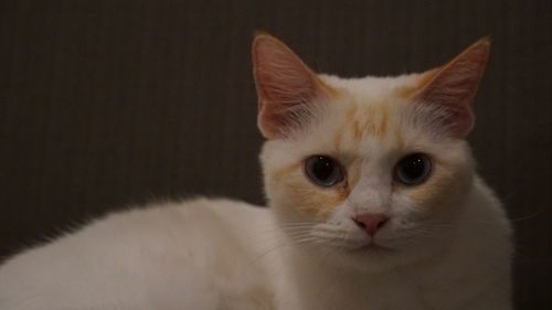 Close-up portrait of white cat at home