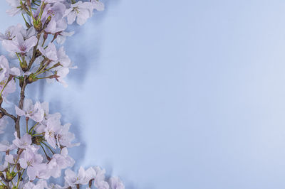 Close-up of pink cherry blossoms