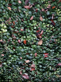 Close-up of fruits growing on tree