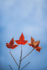 Low angle view of red maple leaves against sky