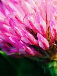 Close-up of pink flowers