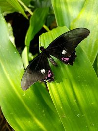 Close-up of butterfly on leaves