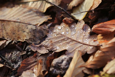 Close-up of wet dry leaves