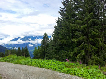 Beautiful shot of mountain forests in luson, south tyrol