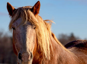 Close-up of a horse against the sky