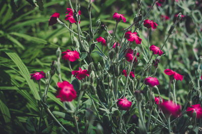 Close-up of poppy flowers blooming outdoors