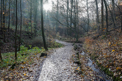 Trees growing in forest during autumn