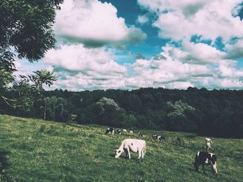 Cows grazing on grassy field against sky