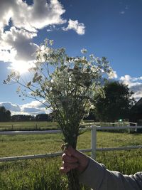 Man holding flower tree on field against sky