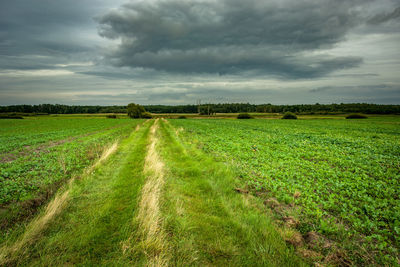 Grassy country road, green beet fields, horizon and dark clouds on the sky