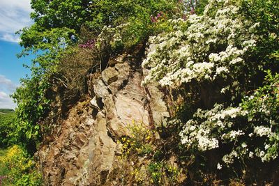 Scenic view of flowering trees and rocks