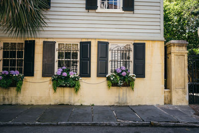 Potted plants on window of building