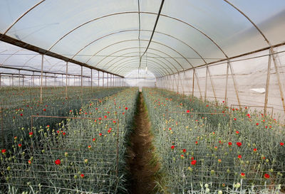 Plants growing in greenhouse