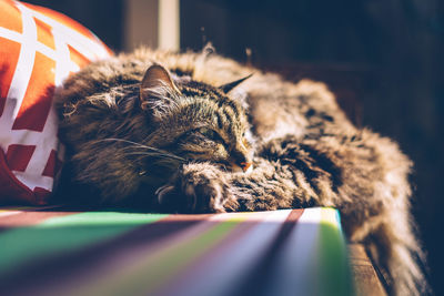 Close-up of maine coon cat resting on beach