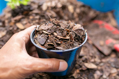 Close-up of hand holding potted plant