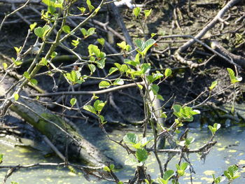 Close-up of plant growing on field