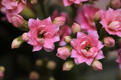 Close-up of pink flowers