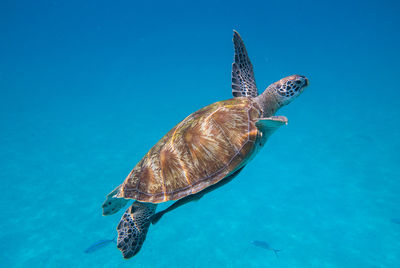 Turtle swimming in sea